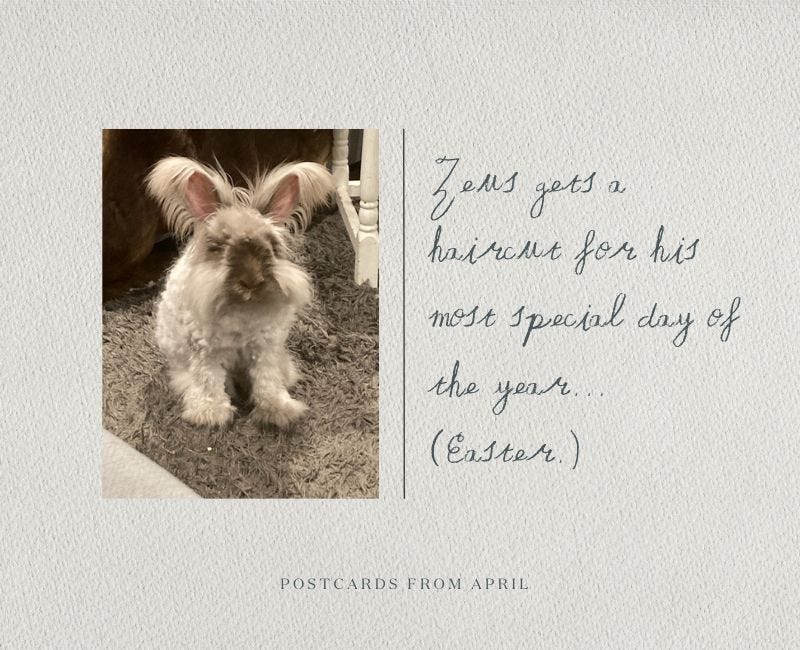 Zeus gets a haircut for his most special day of the year. (Easter.) Technically in March, yes but I had to include that face. 