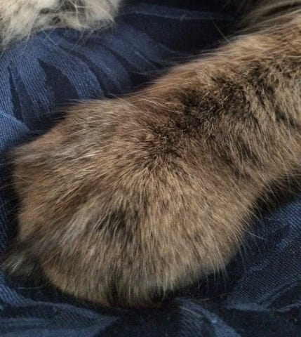 Chase_Left_Pawed_Cats Chase_Left_Pawed_Cats