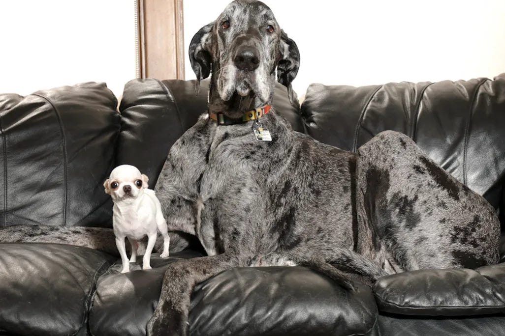 When Reggie, the World's Tallest Dog, Met Pearl, the World's Shortest Dog