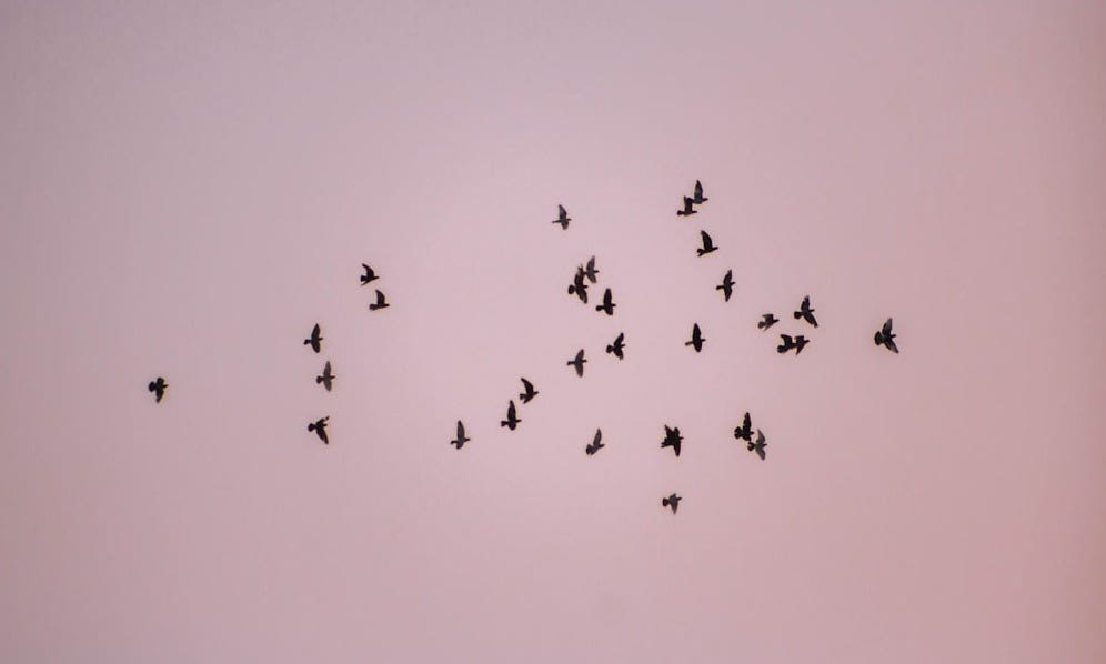 flock of birds flying under white sky during daytime flock of birds flying under white sky during daytime