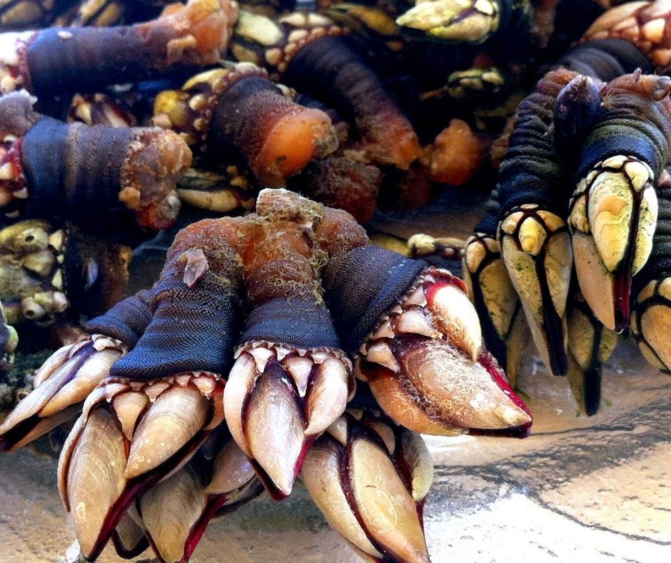 Goose neck barnacle picture