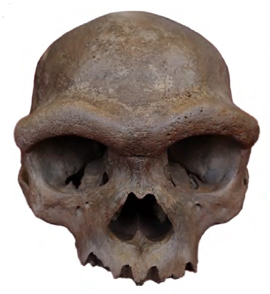 The Harbin cranium, the holotype of the species Homo longi, a Denisovan cranium The Harbin cranium, the holotype of the species Homo longi, a Denisovan cranium