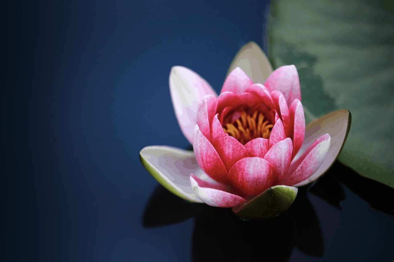 Lotus Flowers: History, Meaning, Properties, Growth & Care