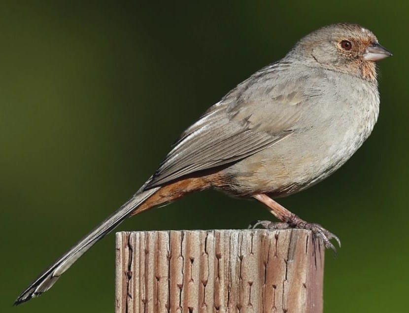 California Towhee Overview, All About Birds, Cornell Lab of Ornithology California Towhee Overview, All About Birds, Cornell Lab of Ornithology