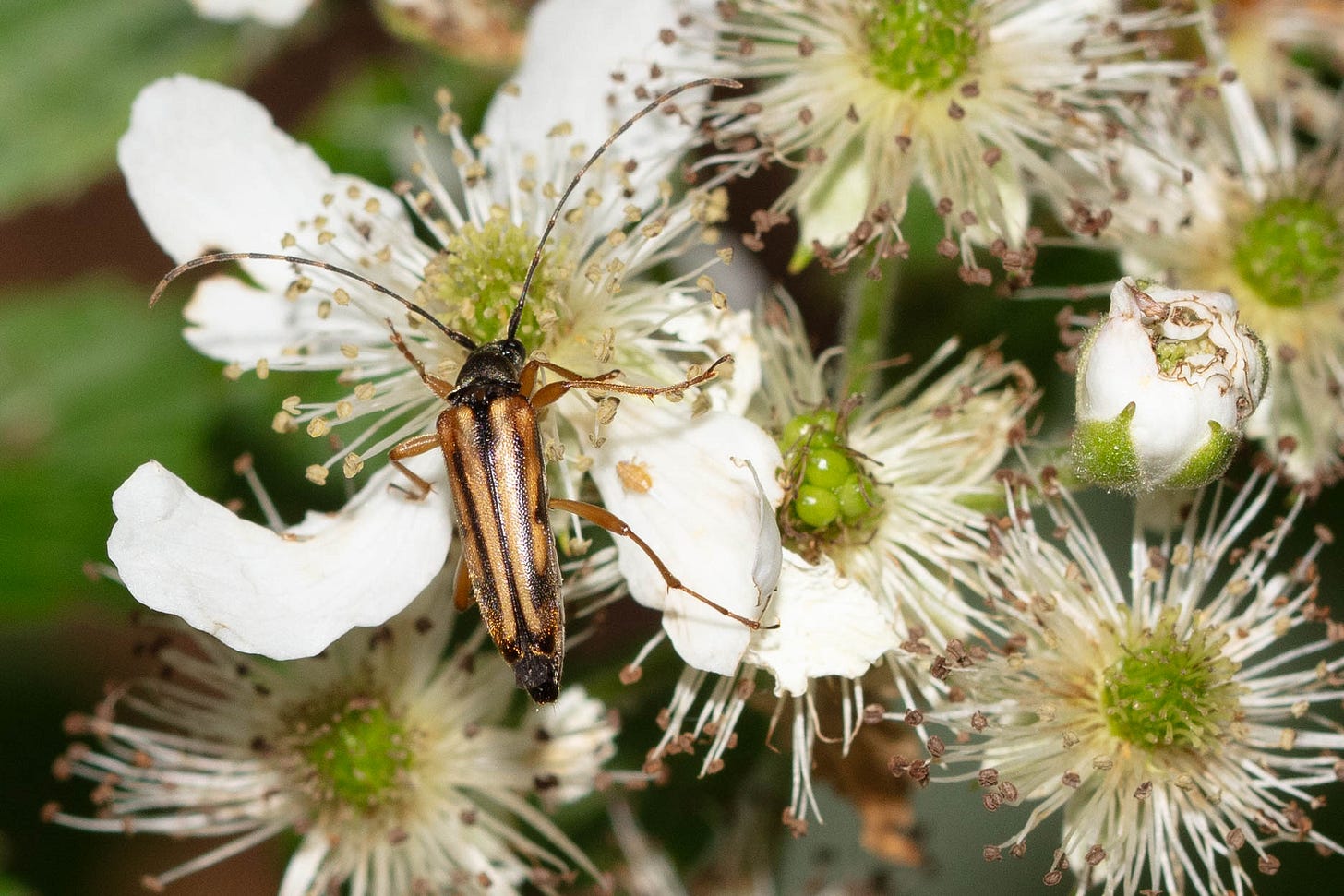 A pale gold beetle with vertical black stripes and long black antennae,on five-petaled white flowers