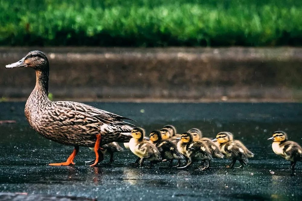 Amother duck walking across a road with her ducklings behind her