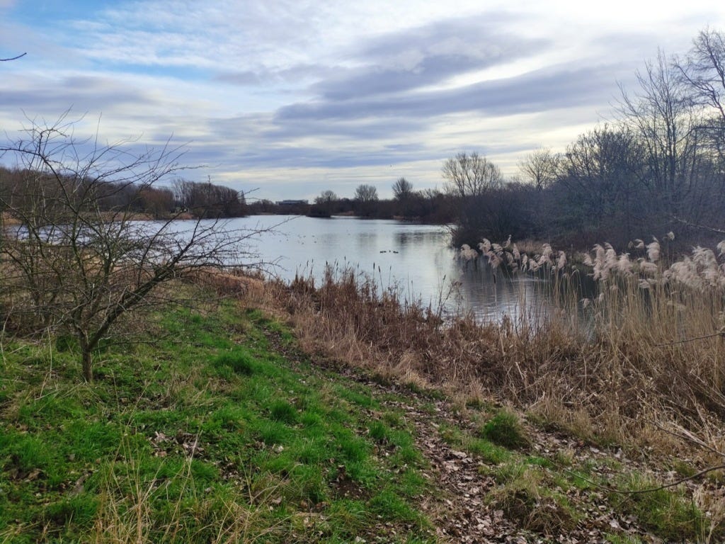A view over the lake, rushes and grass growing at the edge
