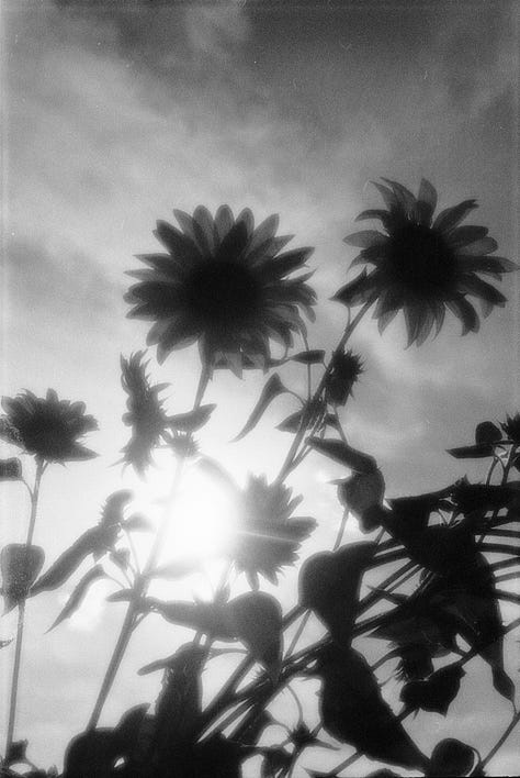 Canon Sureshot Tele Soft Filter Effects