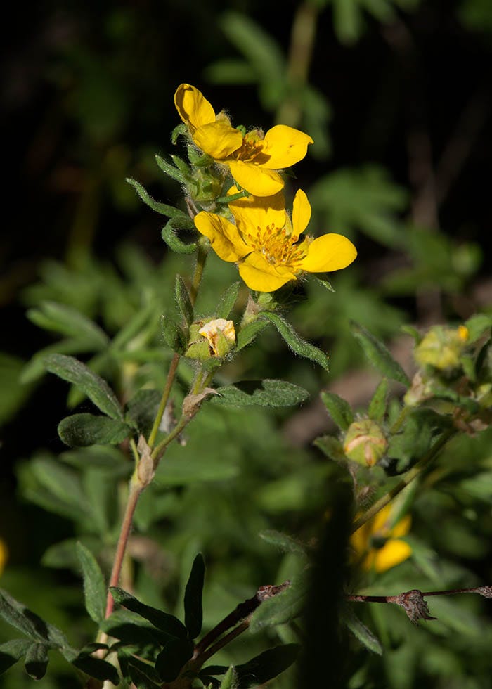 Wildflowers at the Matterhorn campground