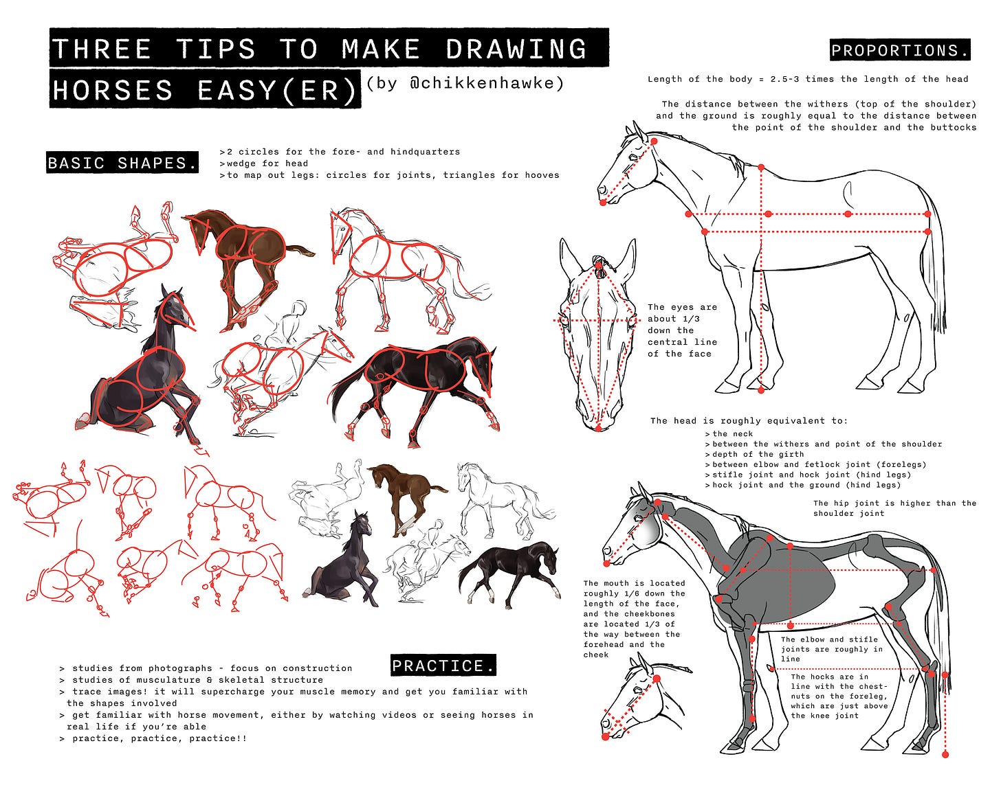 Drawing Horses: General Proportions - by Naomi - Art Nerds!