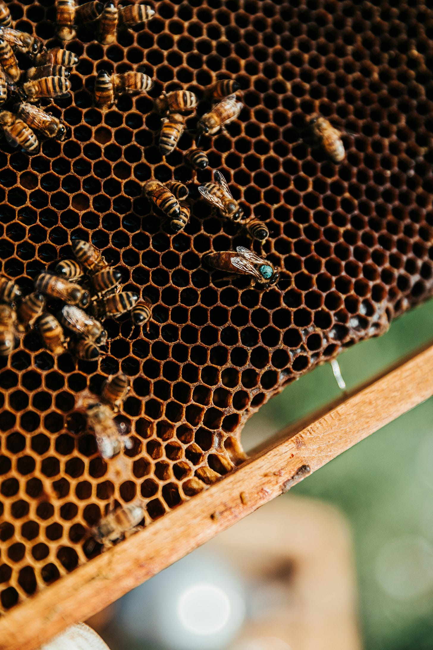 A square wooden frame is mostly filled with wax bee comb. A dozen bees crawl over top of the comb A square wooden frame is mostly filled with wax bee comb. A dozen bees crawl over top of the comb