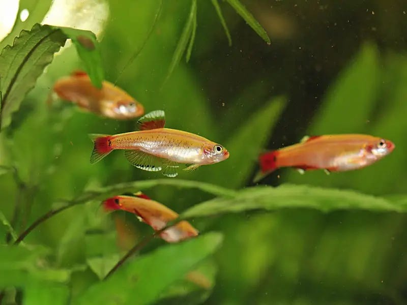 The Complete Guide to Rosy Red Minnows Care | Fishkeeping World