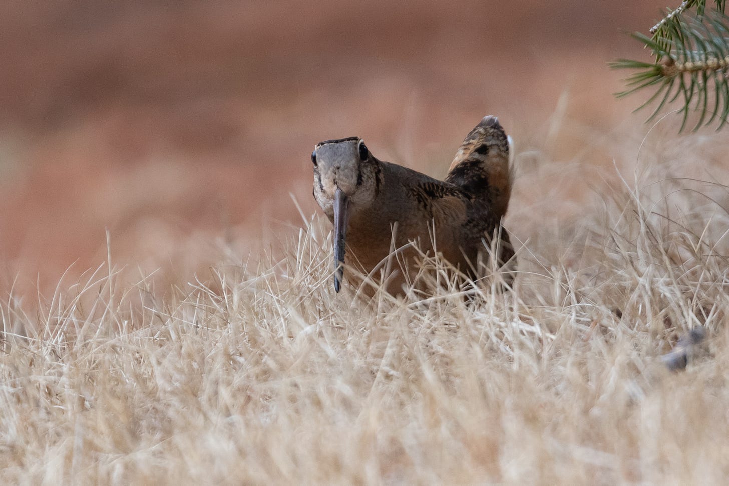 an american woodcock perked up with its neck somewhat stretched and its tail cocked standing in tan grass.