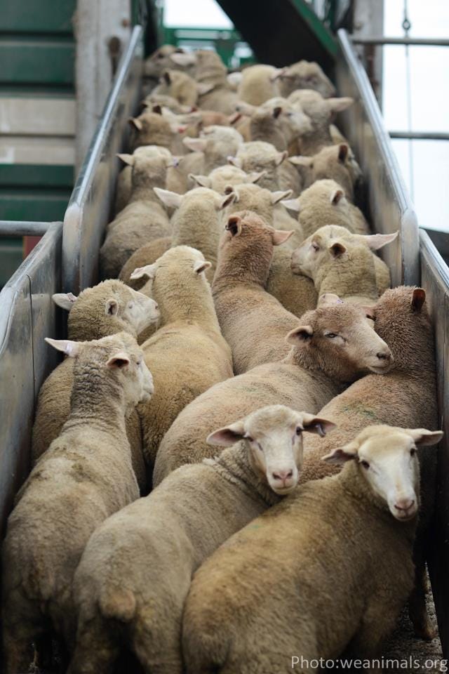 lamb to the slaughter personnages lamb to the slaughter personnages