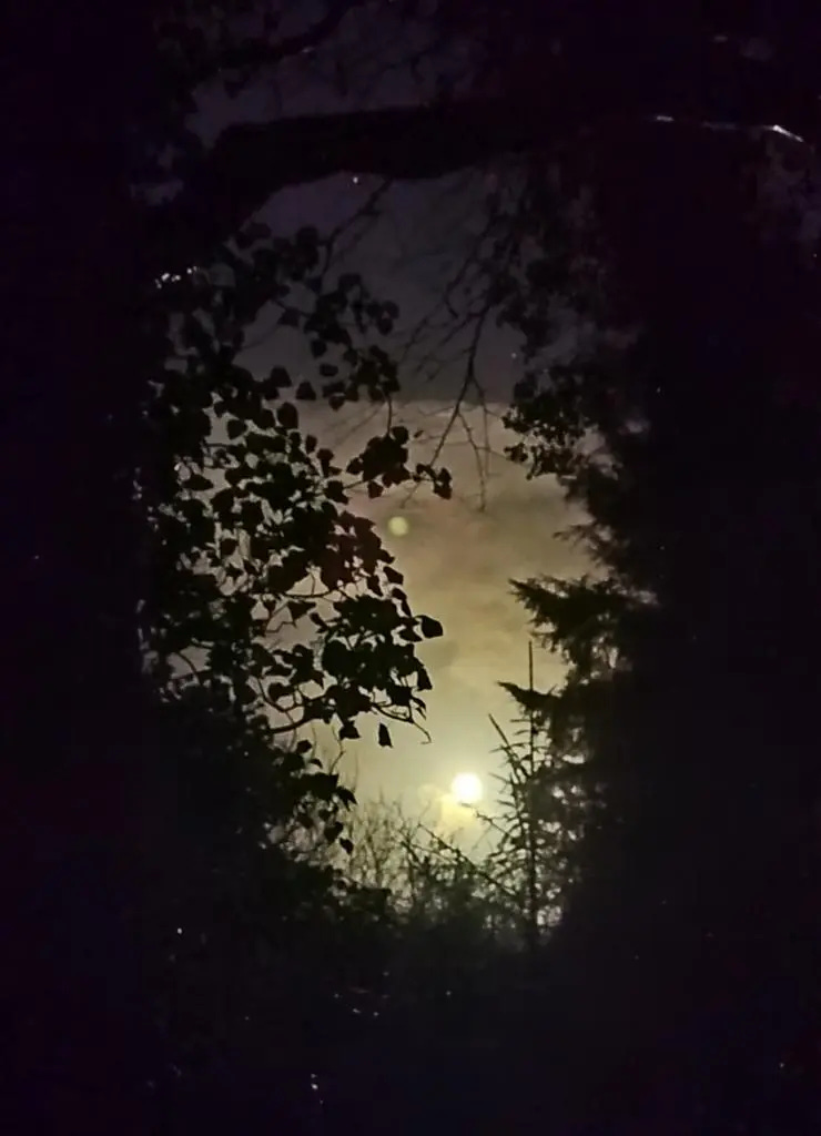 Moonlight glowing through silhouetted tree branches during a night walk in an Irish forest