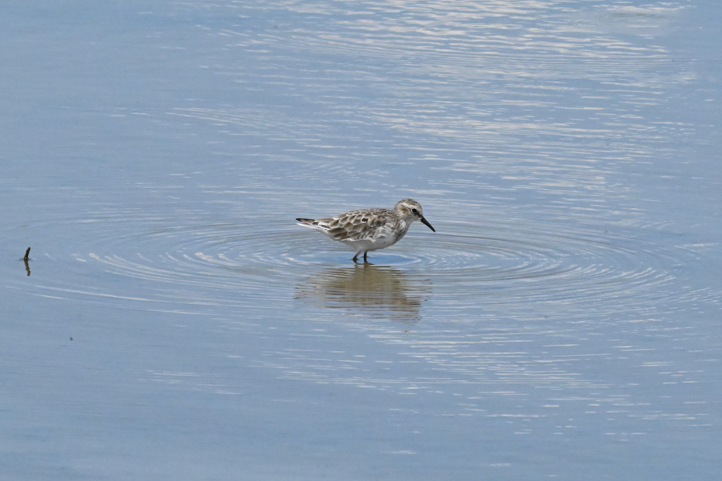 Small grey-speckled water bird looks down at the water in which it wades. For its size, it has a long sharp beak.
