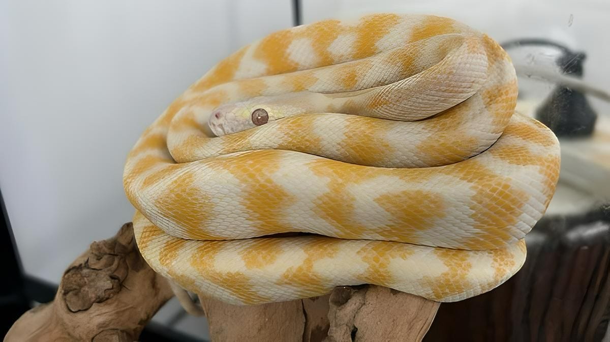 Pet Albino Python Shelly Pet Albino Python Shelly