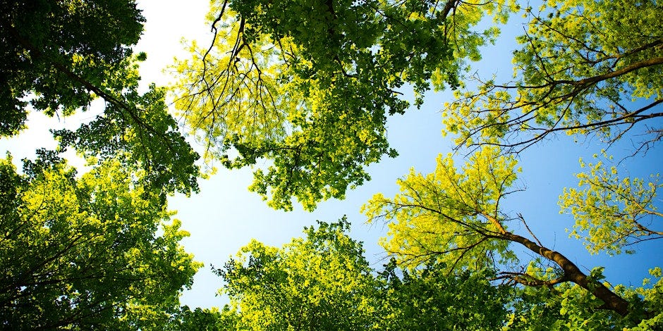 The underside of tree canopies