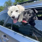 Places You and Your Dog Can Explore Together