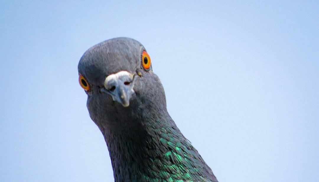 a close up of a pigeon with a sky background