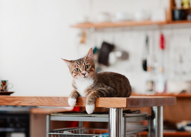 A tabby cat with a white chest and paws lies on a kitchen table, its head tilted quizzically and its front paws curled over the edge of the table. A tabby cat with a white chest and paws lies on a kitchen table, its head tilted quizzically and its front paws curled over the edge of the table.