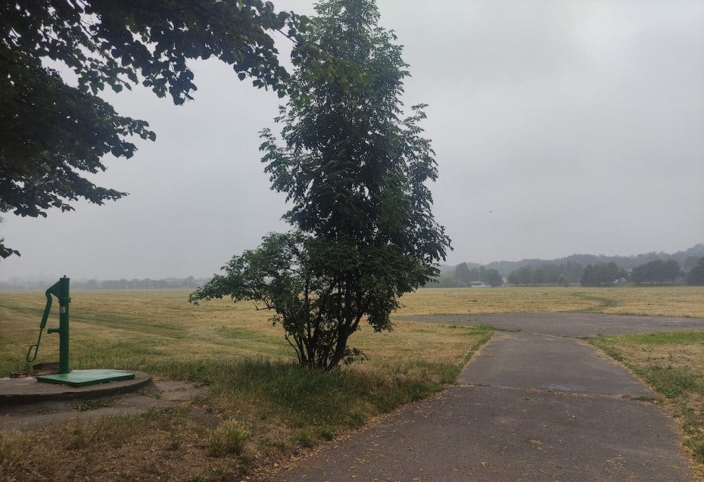 Grass in the middle of the park, very pale after days of sun
