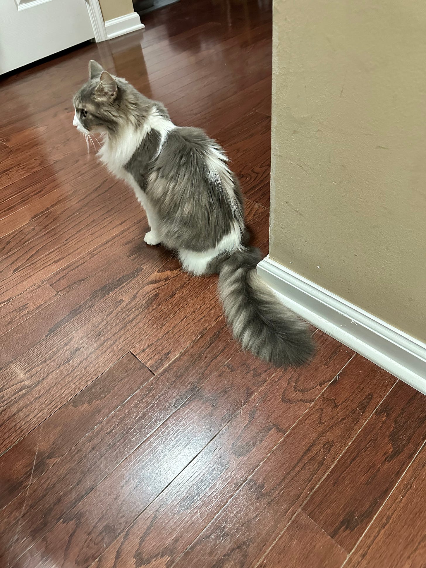 gray and white cat sitting in a corner