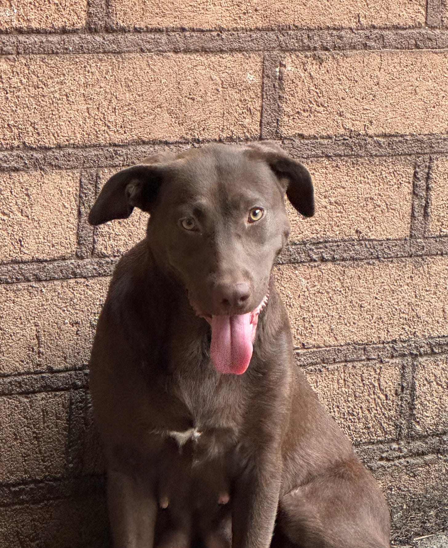 A portrait of the brown dog which lives on the road near ours.