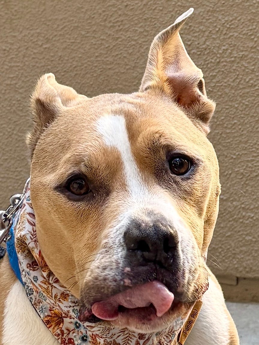 A close-up of Elvis licking his chops while looking at the camera