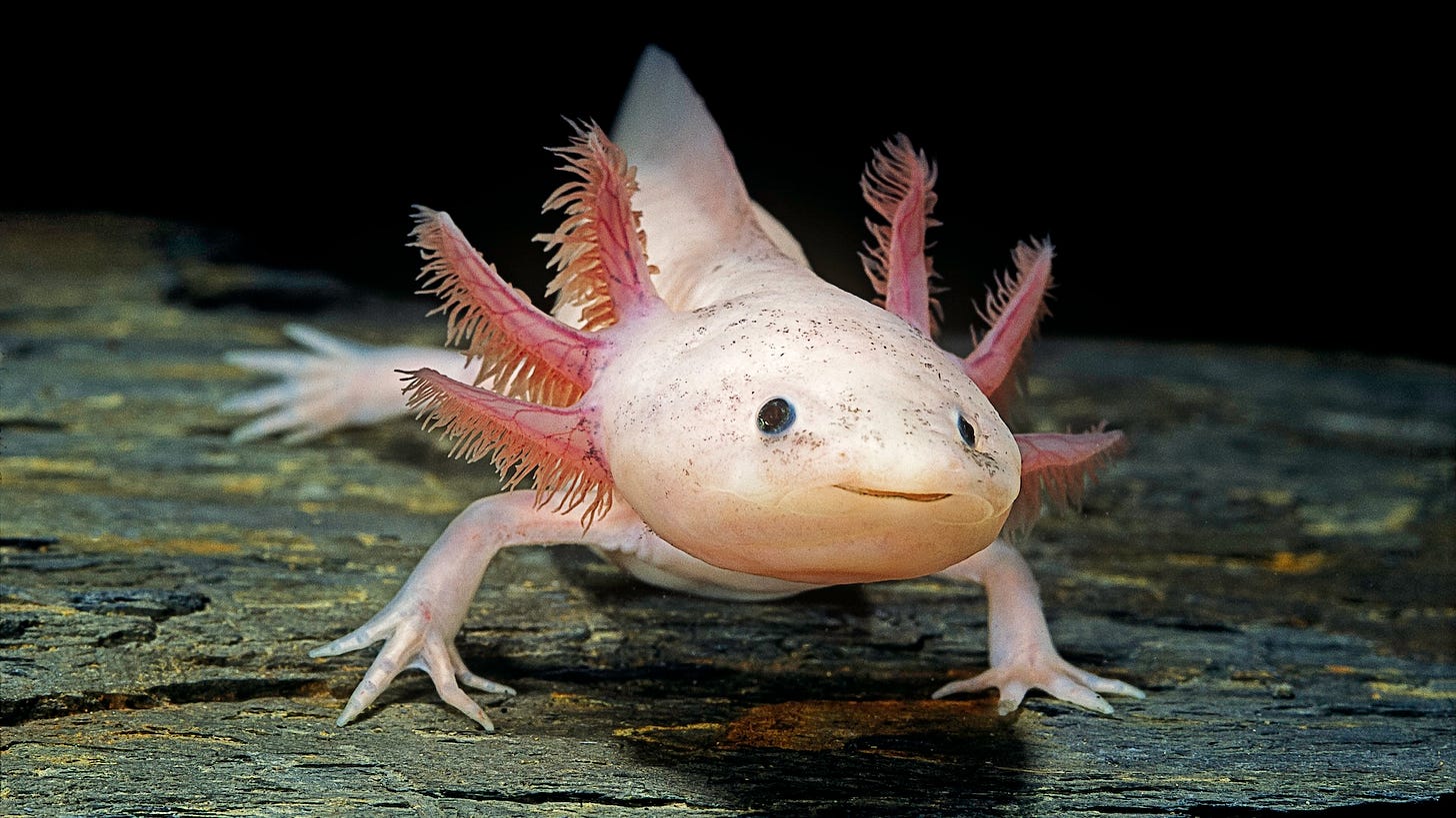 Amphibians: News, features and articles | Live Science