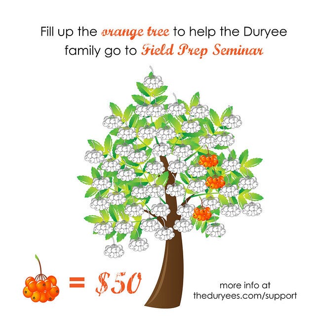 5050-orange-tree 5050-orange-tree
