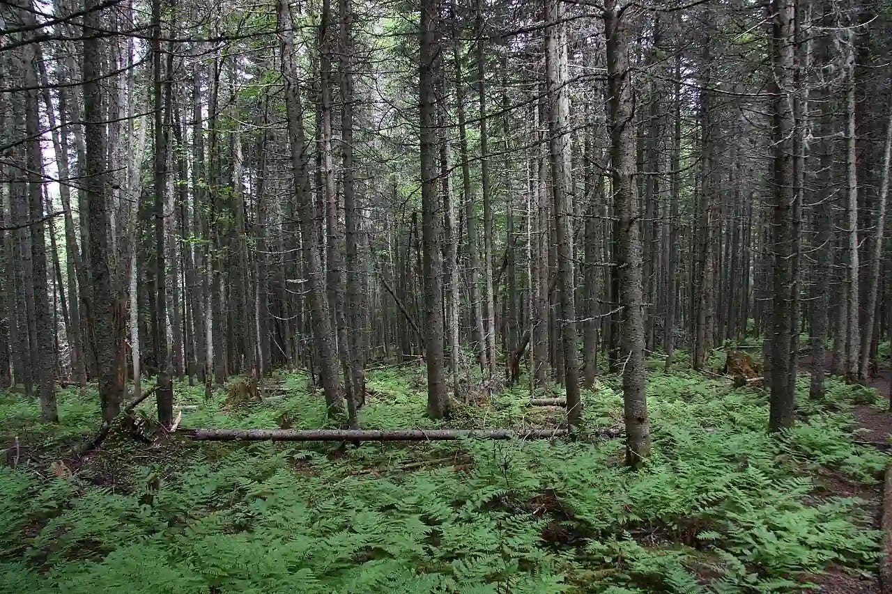 Weeds growing in a balsam fir (Abies balsamea) grove in Jacques Cartier National Park, Quebec. Photo credit: Cephas / Wikimedia Commons.