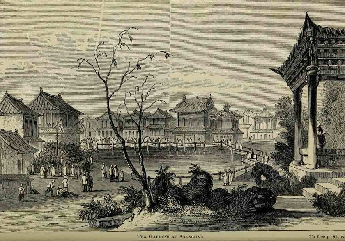 ‘The Tea Gardens at Shanghae’, from Robert Fortunes book, Two visits to the tea countries of China and the British tea plantations in the Himalaya (1853) ‘The Tea Gardens at Shanghae’, from Robert Fortunes book, Two visits to the tea countries of China and the British tea plantations in the Himalaya (1853)