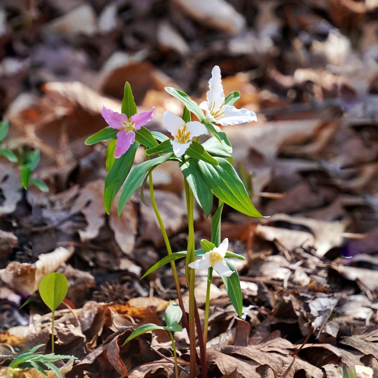 Chinquapins & Chickadees
