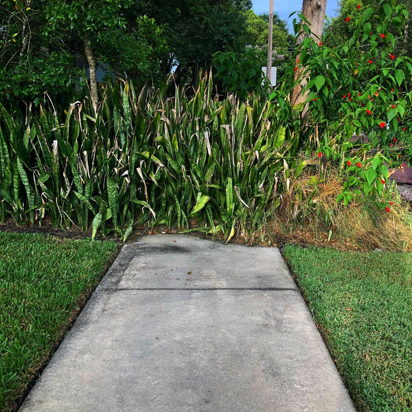 sidewalk in colonialtown block by plant overgrowth