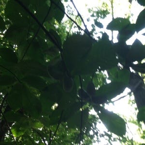 paw paw in tree paw paw in tree