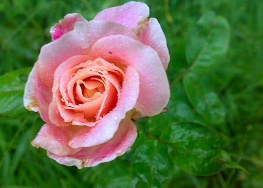 Credit: Palav Journo