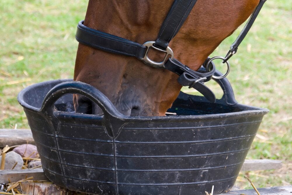 feed bucket and horse eating from it
