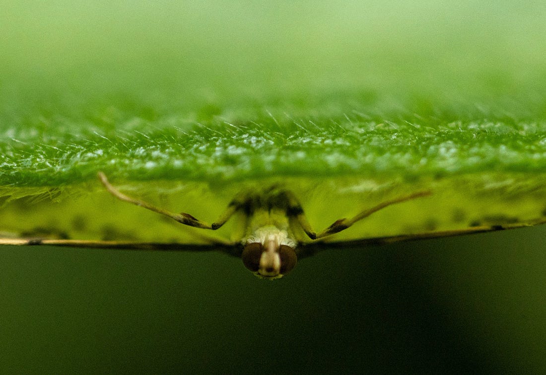 Unidentified moth resting upside down beneath a leaf along the Río Guayabo in Costa Rica, its body and eyes just visible in the shadowed green underside. Unidentified moth resting upside down beneath a leaf along the Río Guayabo in Costa Rica, its body and eyes just visible in the shadowed green underside.