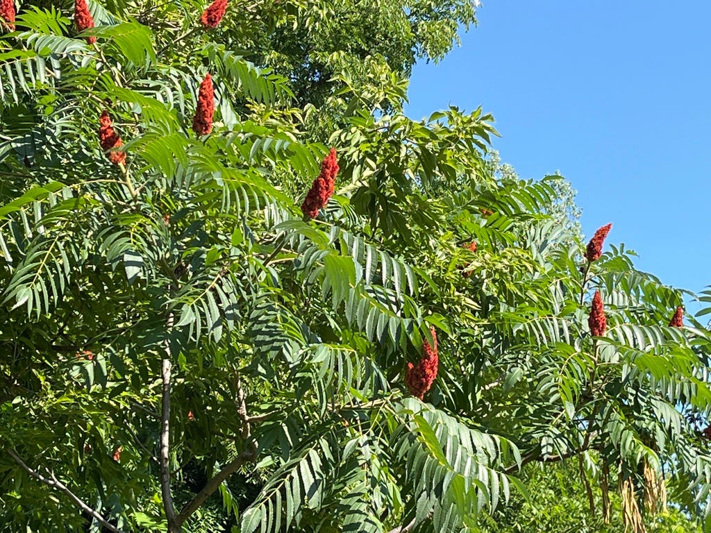 Staghorn Sumac - Rhus typhina Staghorn Sumac - Rhus typhina