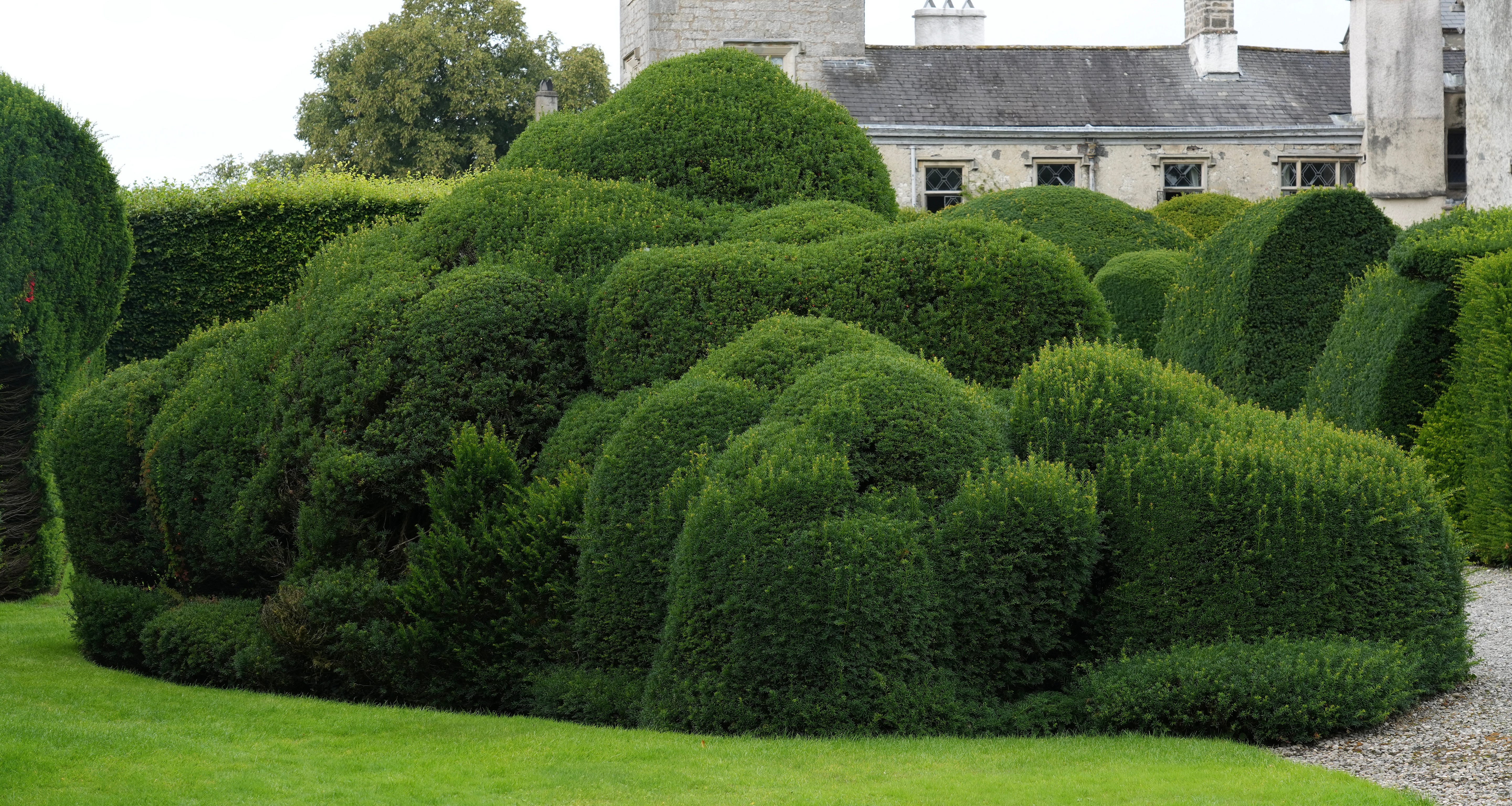 Levens Hall garden topiary
