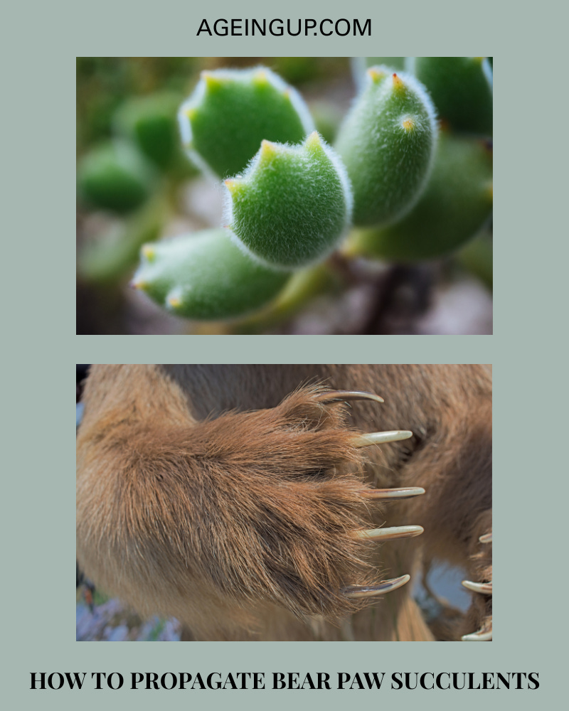 An image of bear paw succulents compared to an image of an actual bear paw for people who want to know how to propagate bear paw succulents