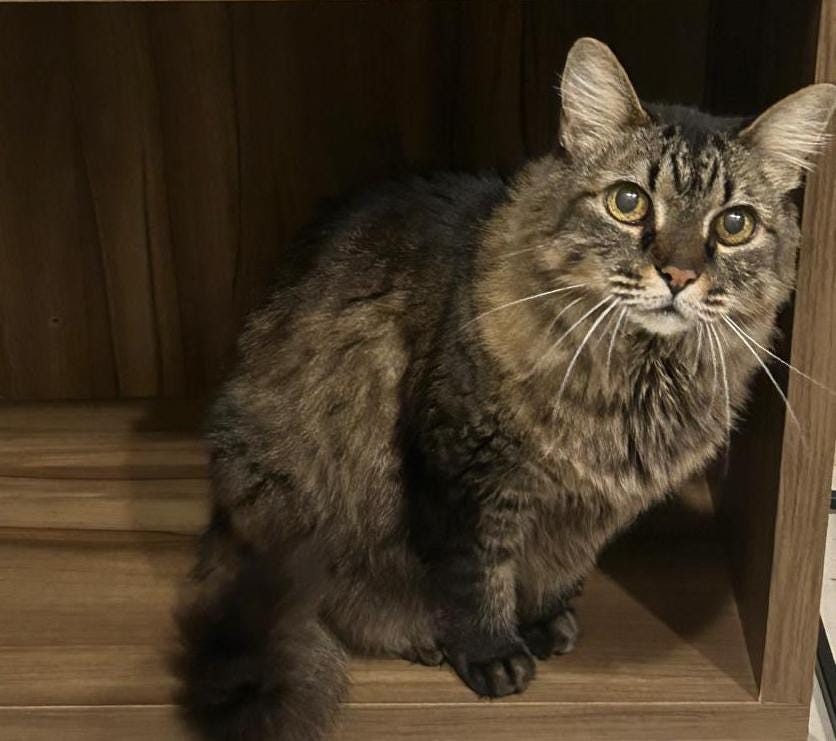 Athena is a fluffy, long-haired tabby cat with large, bright eyes. She sits inside a wooden shelf. Her fur is a mix of brown, black, and tan, with prominent ear tufts and long whiskers, giving her a regal and curious expression. The lighting highlights her face and soft fur texture. Athena is a fluffy, long-haired tabby cat with large, bright eyes. She sits inside a wooden shelf. Her fur is a mix of brown, black, and tan, with prominent ear tufts and long whiskers, giving her a regal and curious expression. The lighting highlights her face and soft fur texture.