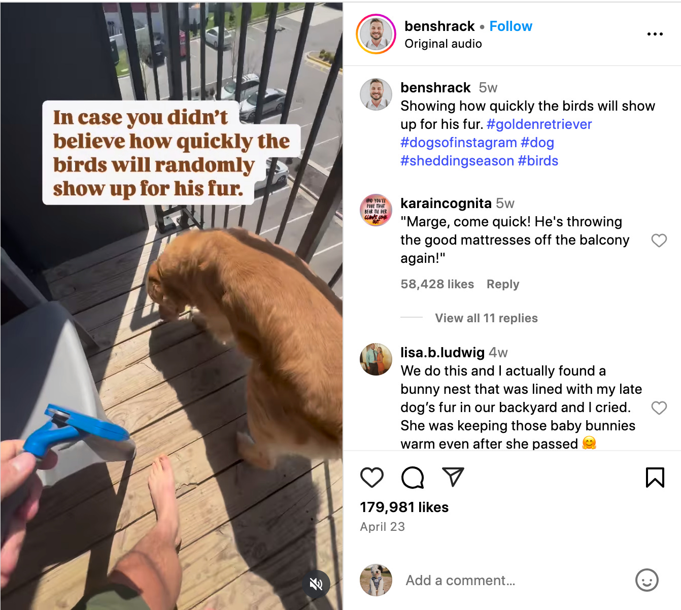 screenshot of reel from benshrack about how quickly birds show up for his dog's fur
