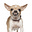Big Dog in Ottawa's avatar