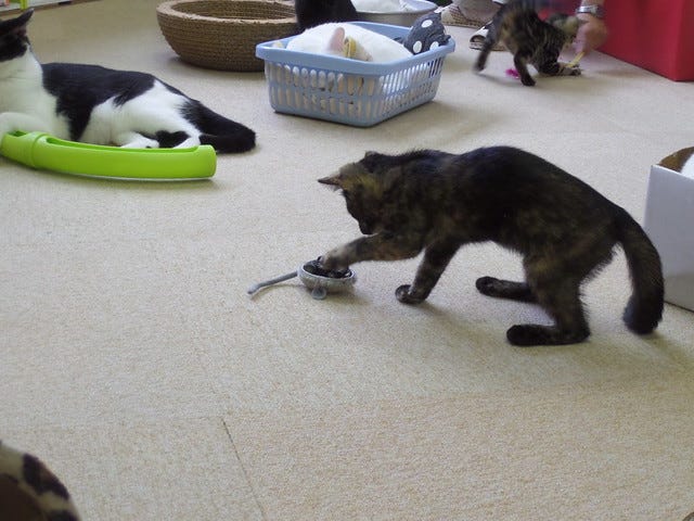 Asakusa Nekoen Cat Cafe Asakusa Nekoen Cat Cafe