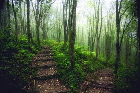 Two paths in the forest | Paths, Forest, Forest path