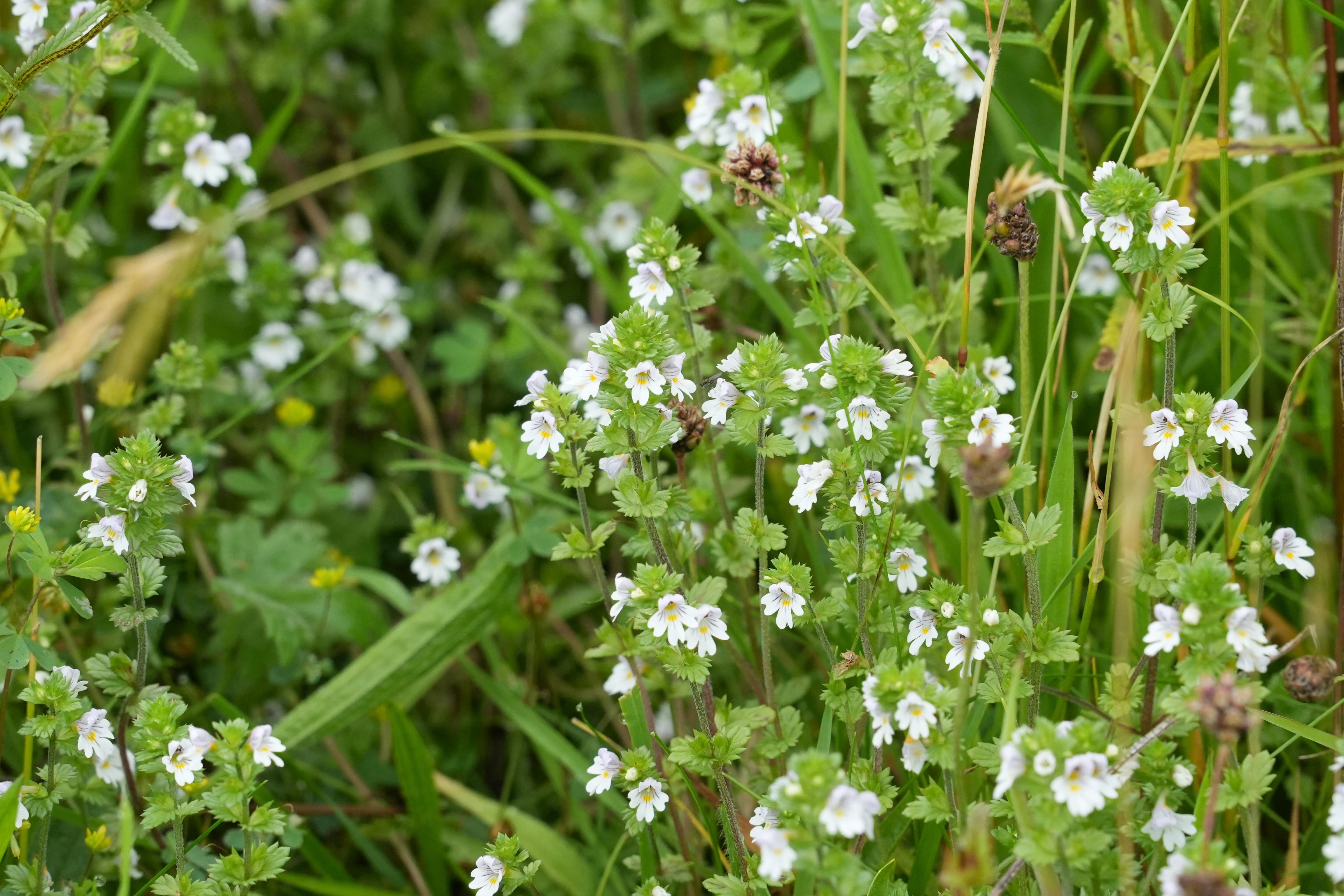 Euphrasia | eyebright Euphrasia | eyebright