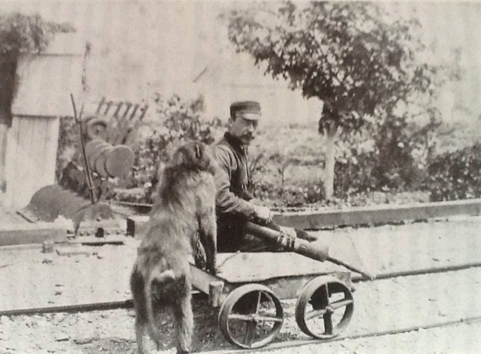 Jack The Baboon Signalman Jack The Baboon Signalman