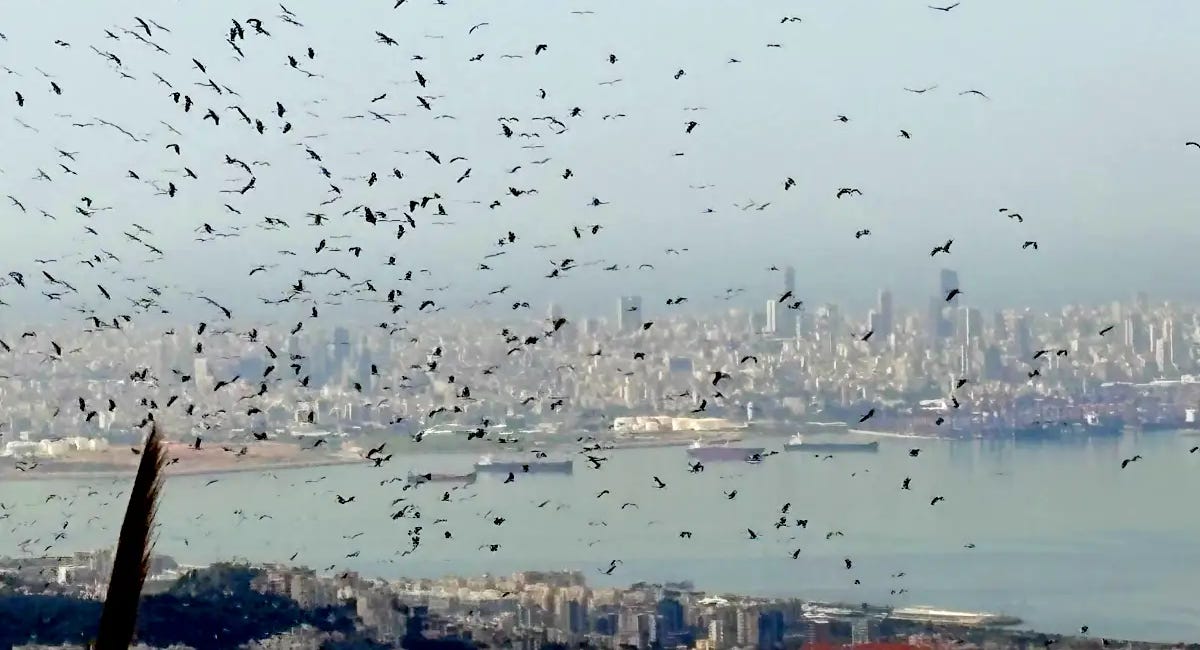 The Environmental Cost of Conflict